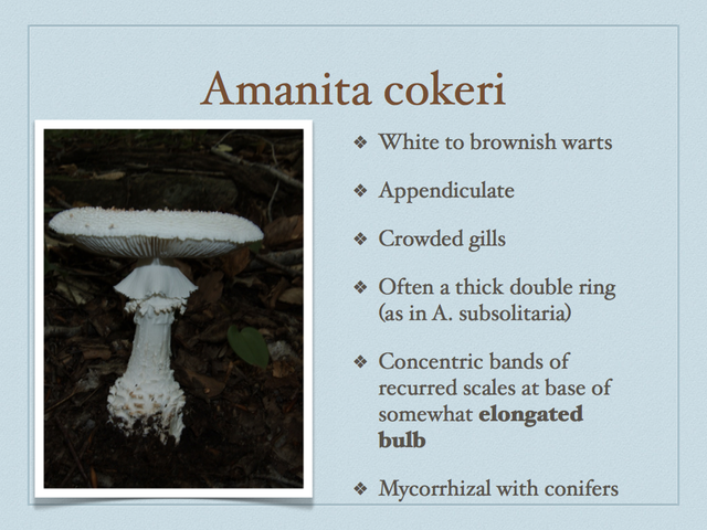 AMANITA.039-001