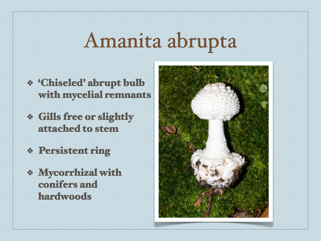 AMANITA.040-001