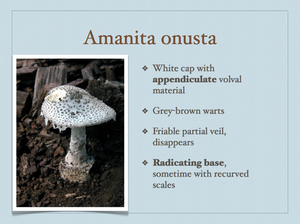 AMANITA.041-001