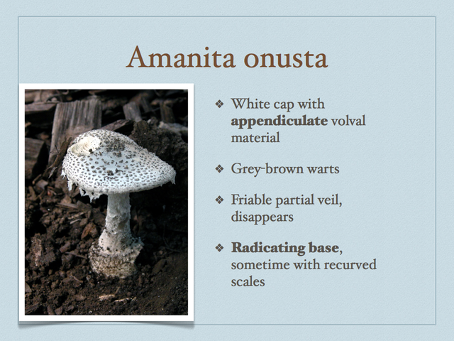 AMANITA.041-001