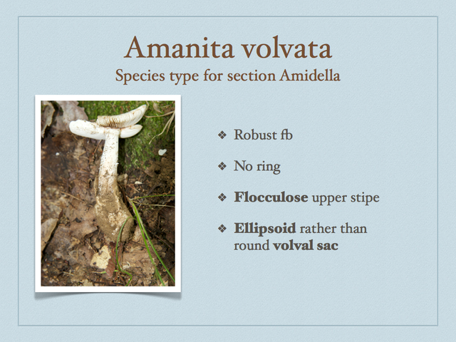 AMANITA.043-001