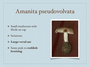 AMANITA.044-001