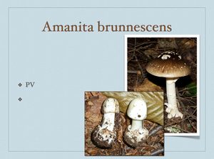 AMANITA.047-001