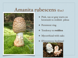 AMANITA.049-001