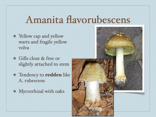 AMANITA.050-001