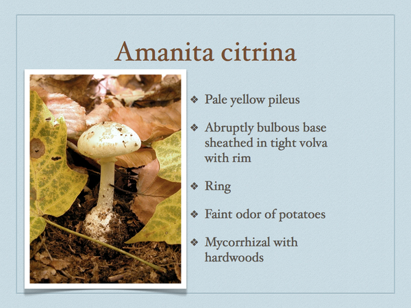 AMANITA.052-001