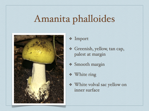 AMANITA.054-001