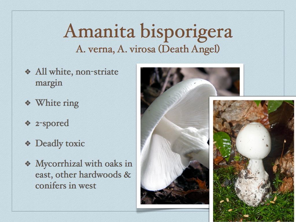 Amanita Bisporigera Door To Nature Wild Mushroom Toxins Door County amanita-bisporigera-door-to-nature-wild-mushroom-toxins-door-county