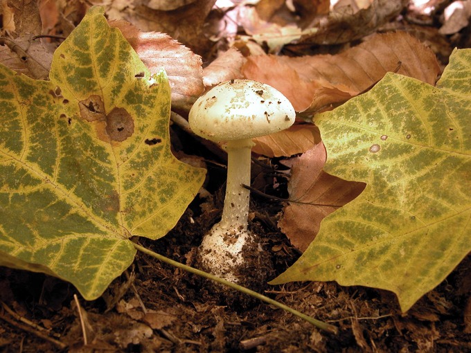 Amanita citrina var lavendula9128