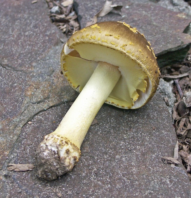 Amanita flavorubens5740