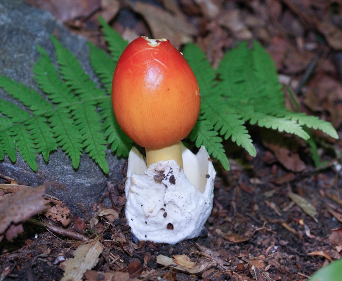 Amanita jacksonii00357