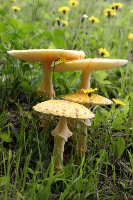Amanita muscaria 1126