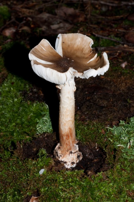 Amanita rubescens?02589