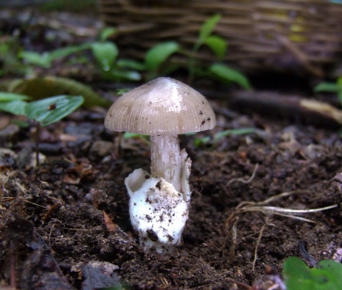 Amanita vaginata1450