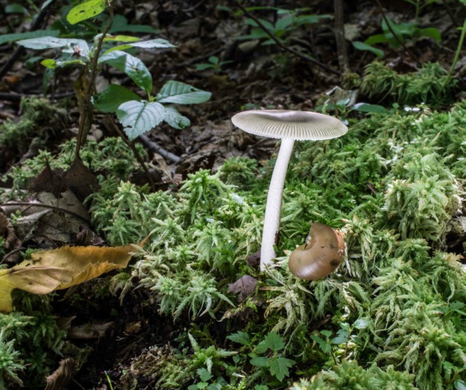 Amanita vaginata group01199