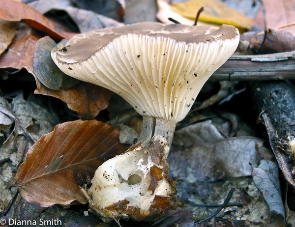 Ampulloclitocybe (Clitocybe) clavipes9657