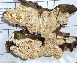 Antrodia heteromorpha 9487-1