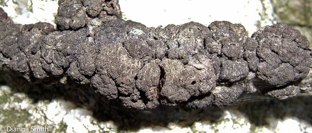 Apiosporina morbosa8664