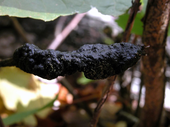Apiosporina morbosa1649