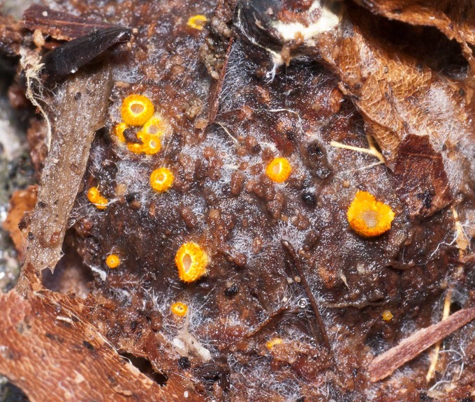 Arachnopeziza aurelia 1020672