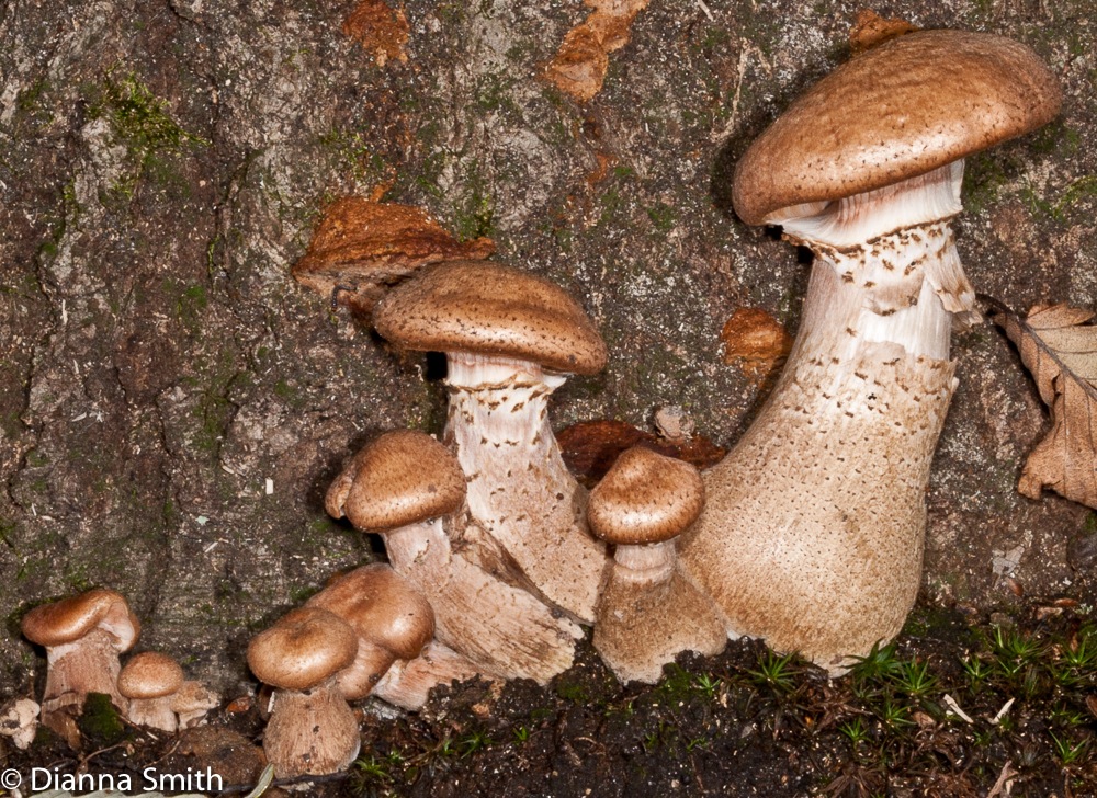 Armillaria gallica6746