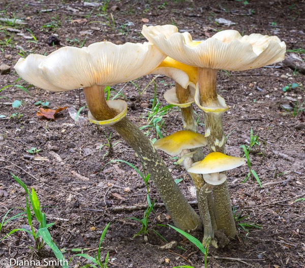 Armillaria mellea03699