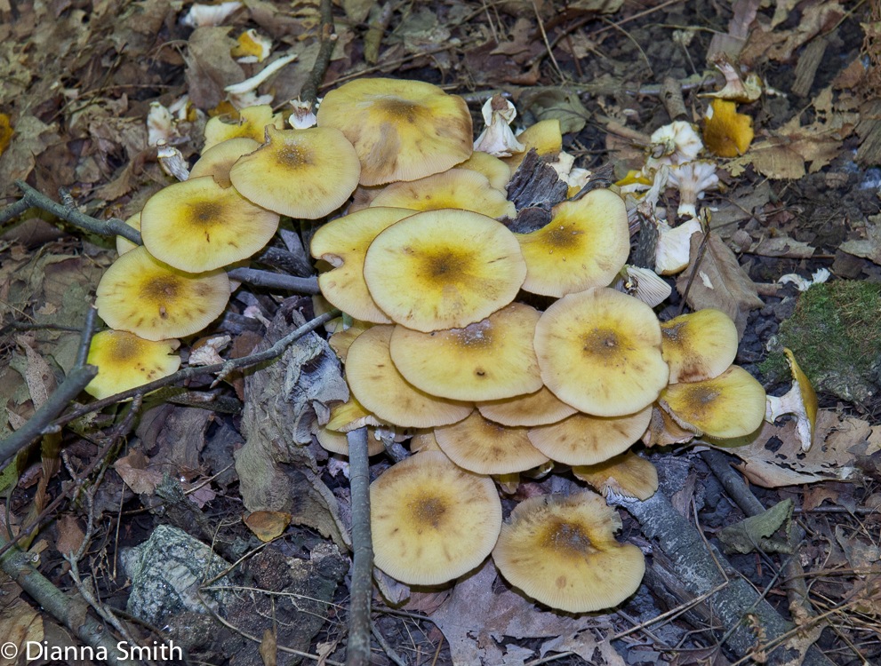 Armillaria mellea5891