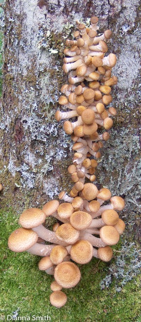 Armillaria ostoyae090306067