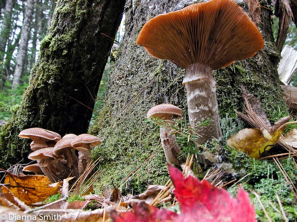 Armillaria ostoyae1600