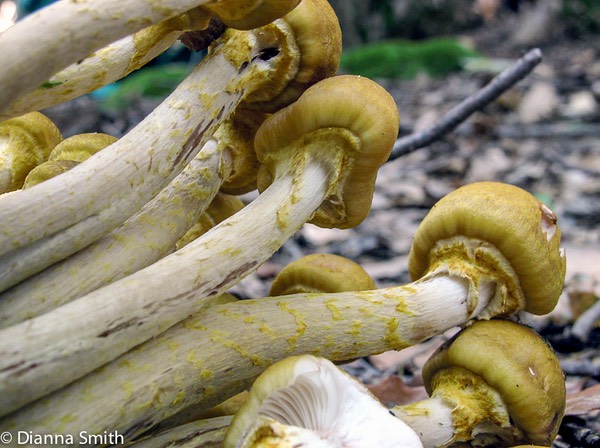 Armillaria sinapina_