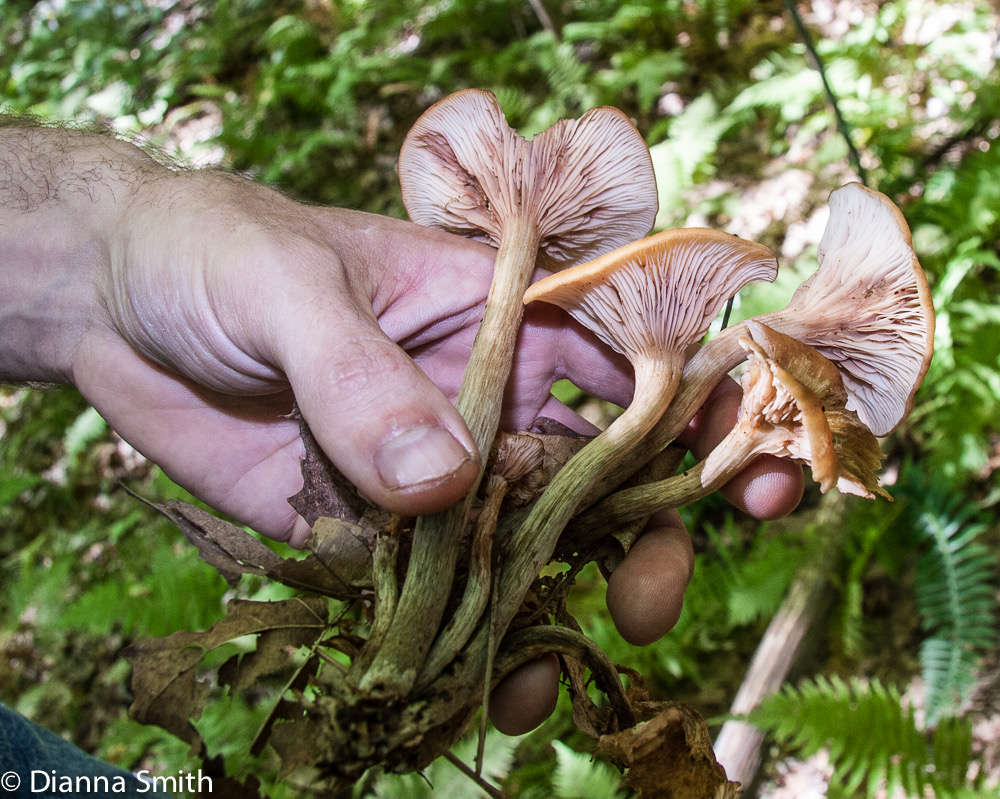Armillaria tabescens5780