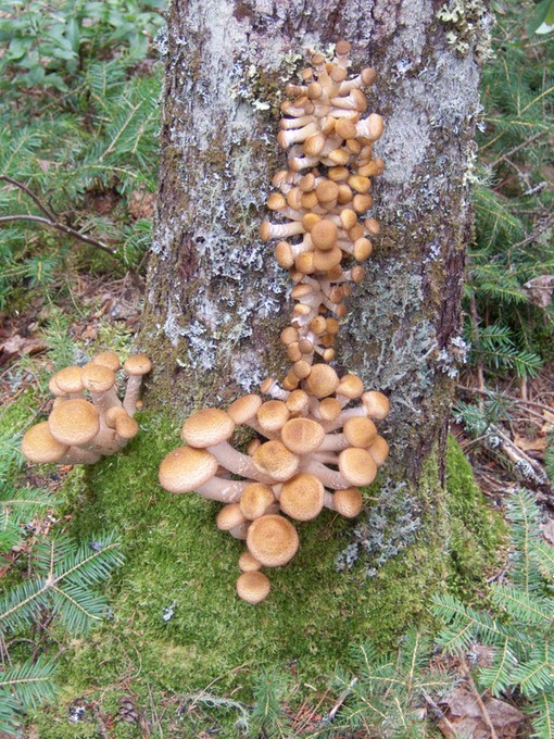 Armillaria mellea090306067