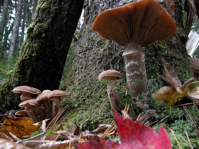 Armillaria ostoyae1600