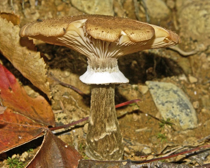 Armillaria ostoyae4232
