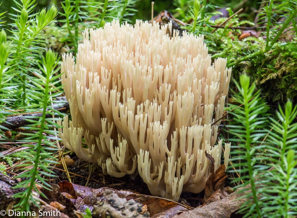 Artomyces pyxidata (Clavicorona pyxidata)00122