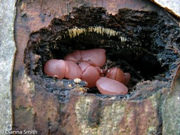 Ascocoryne sarcoides2564