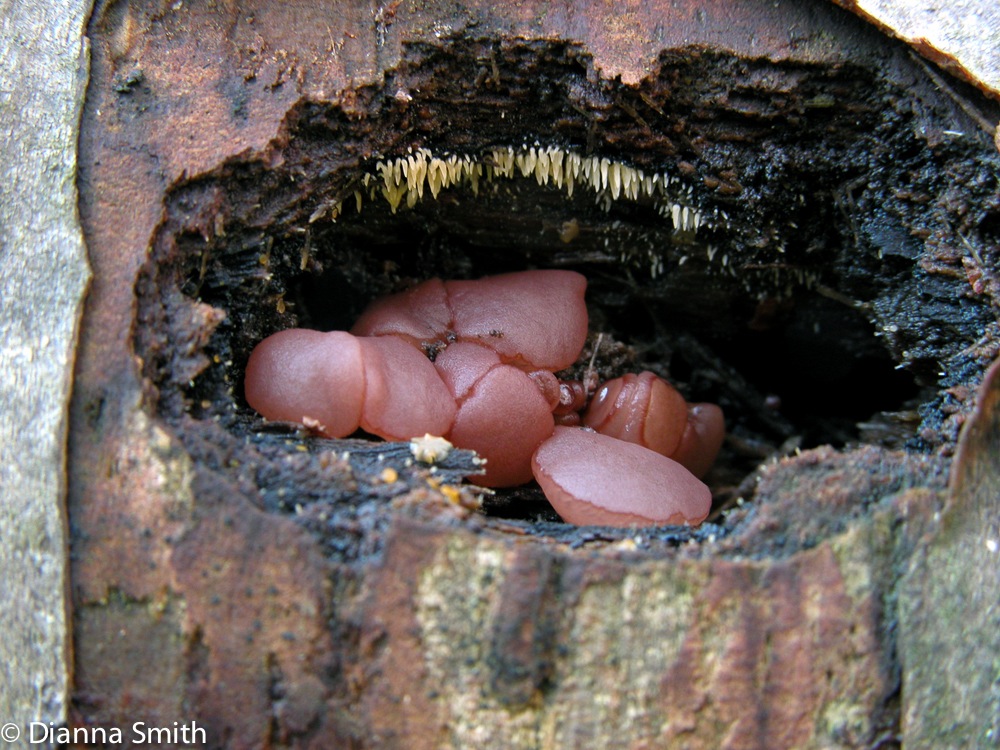 Ascocoryne sarcoides2564