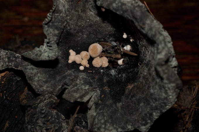 Asterophera lycoperdoides01379