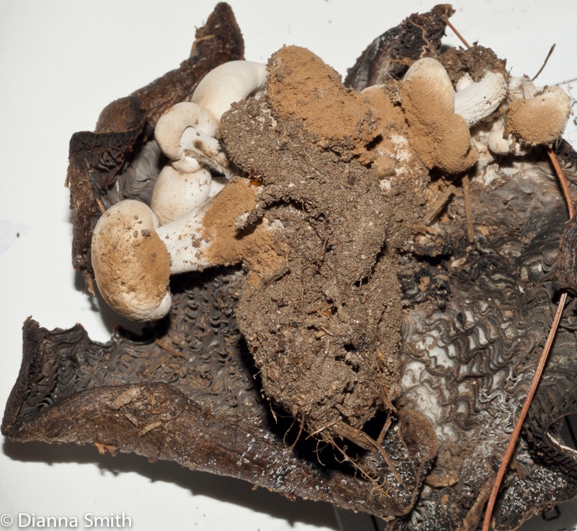 Asterophora lycoperdoides02819