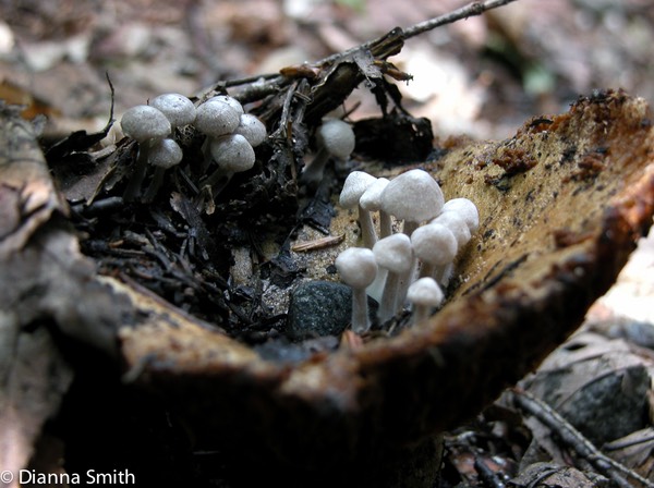 Asterophora parasitica (Nyctalis parasiticus)6782