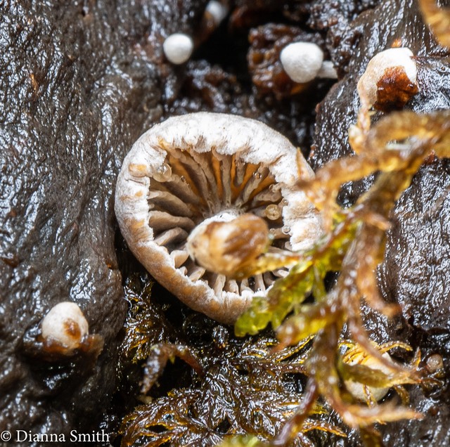 Asterophora parasitica 01983