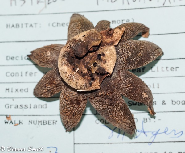 Astreas hygrometicus01277