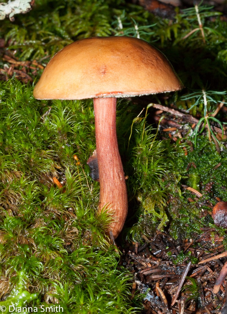Astroboletus gracilis02233