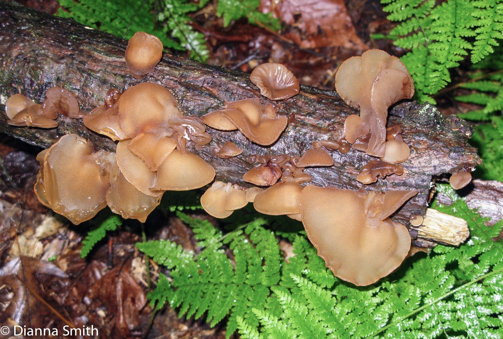 Auricularia auricula 0978