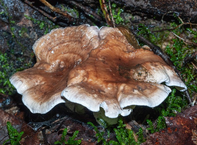 Bankera violacea 02282