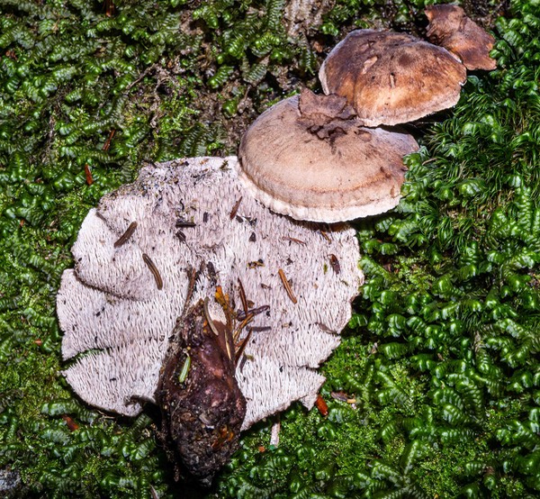 Bankera violacscens with central stalk 01788