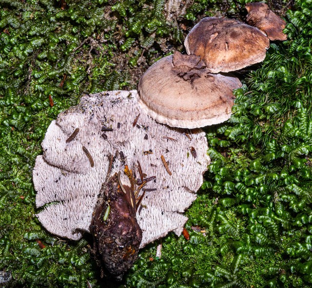 Bankera violacscens with central stalk  01788