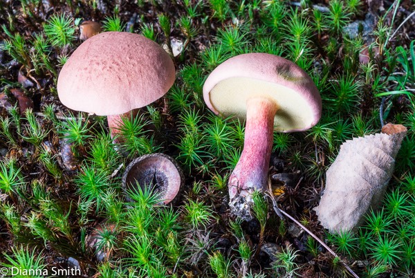 Baorangia bicolor (Boletus bicolor) 03561