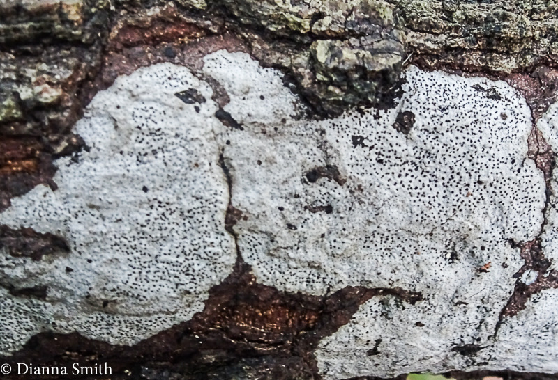 Biscogniauxia atropuncta 07813