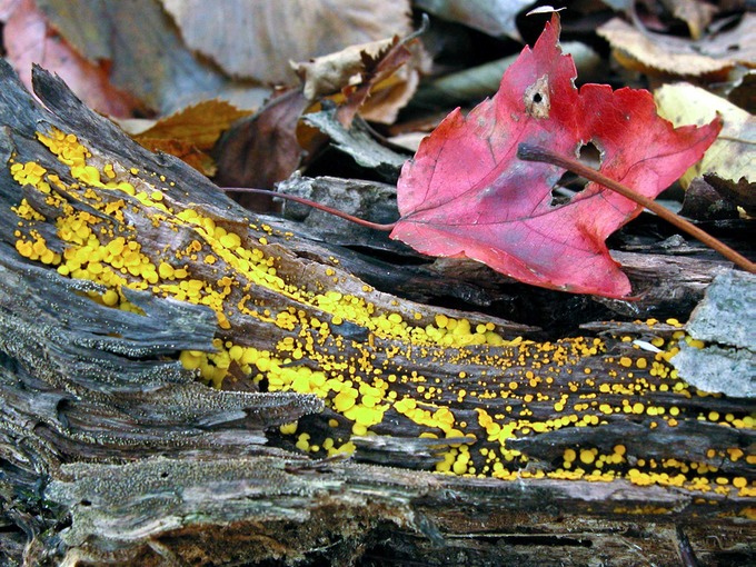 Bisporella citrina9792